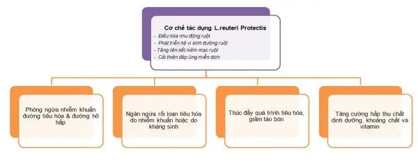 Cơ chế tác dụng của L.reuteri Protectis